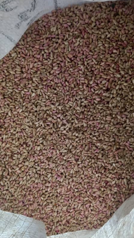 تصویر 1 از قیمت خرید و فروش عمده هسته انار + ساوه