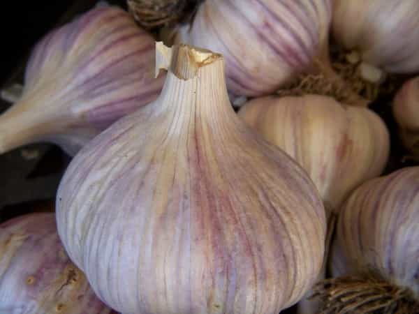 تصویر 3 از خرید و قیمت سیر هاردنک آسیایی + فروش عمده