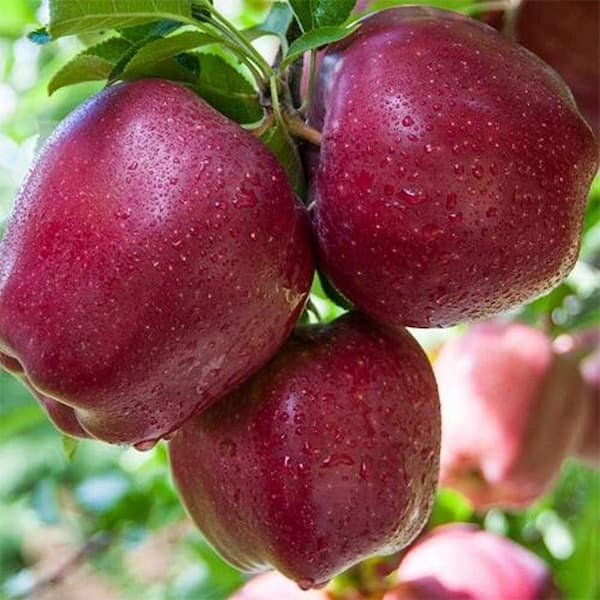 تصویر 2 از خرید و قیمت سیب قرمز هانی کریسپ + فروش عمده
