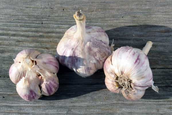تصویر 2 از قیمت سیر خاورمیانه + خرید باور نکردنی