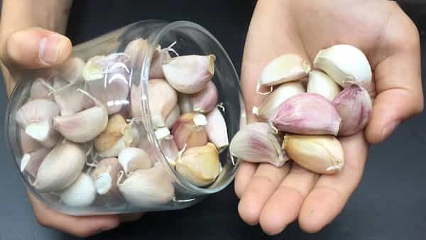 تصویر 1 از قیمت اسلایس سیر همدان + فروش عمده