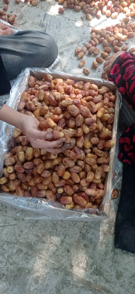 تصویر 1 از خرید انواع خرما زاهدی خشک بهترین کیفیت تازه برداشت 1404