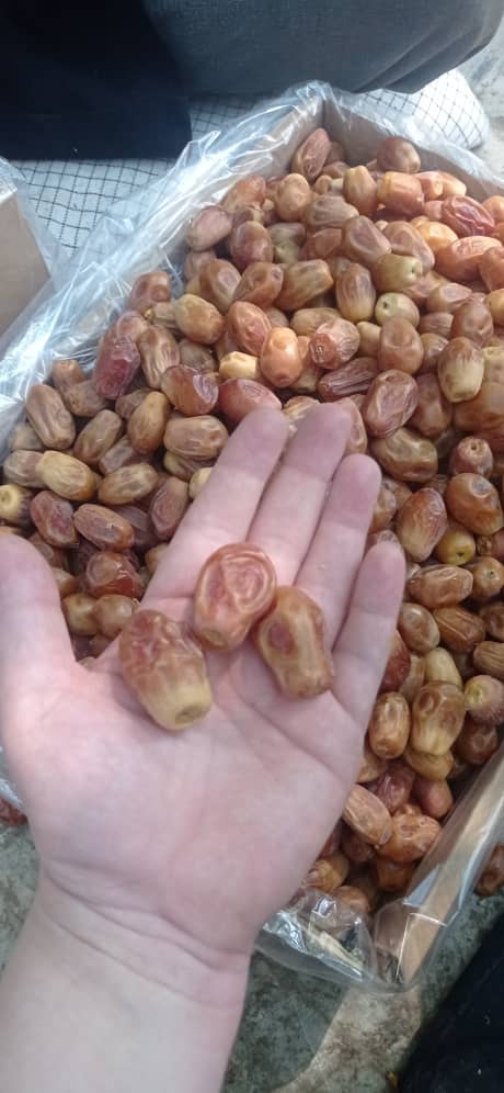 تصویر 4 از خرید انواع خرما زاهدی خشک بهترین کیفیت تازه برداشت 1404