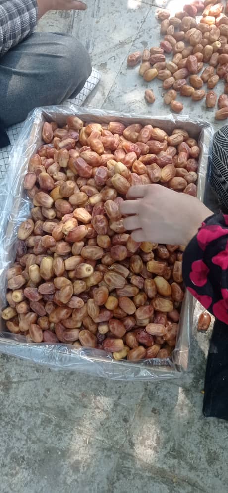 تصویر 2 از خرید انواع خرما زاهدی خشک بهترین کیفیت تازه برداشت 1404