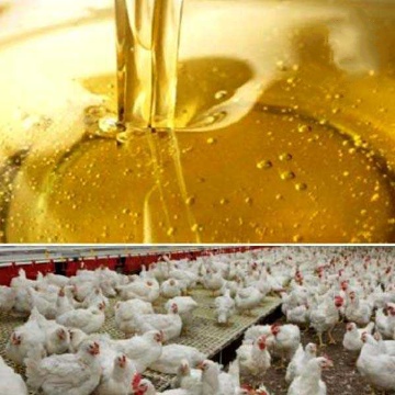 تصویر 2 از قیمت خرید روغن خام ویژه طیور و دام + فروش ویژه