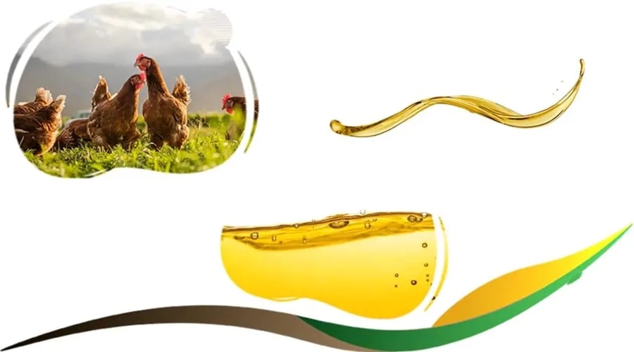تصویر 3 از قیمت خرید روغن خام ویژه طیور و دام + فروش ویژه