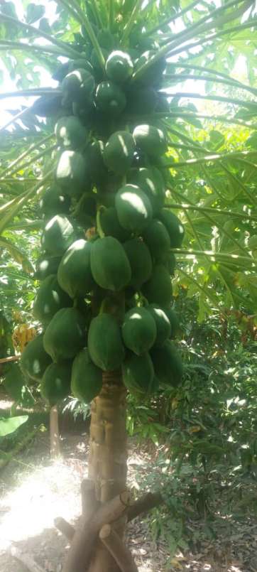 تصویر 4 از فروش عمده نهال پاپایا مرغوب هیبرید پاکوتاه