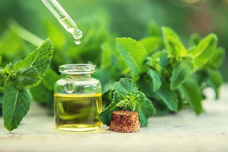 تصویر 1 از خرید عرق نعناع + قیمت استثنایی