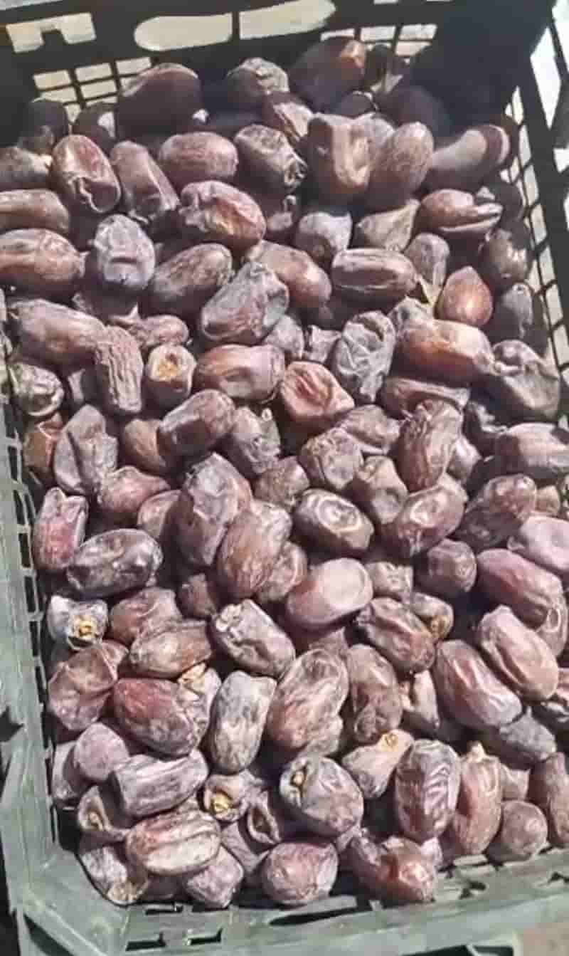 تصویر 1 از خرید خرما کلوته جیرفت قیمت فروش