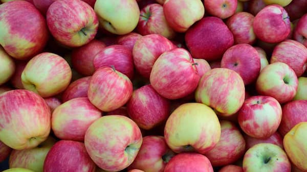 تصویر 4 از خرید و قیمت سیب گلاب + فروش عمده