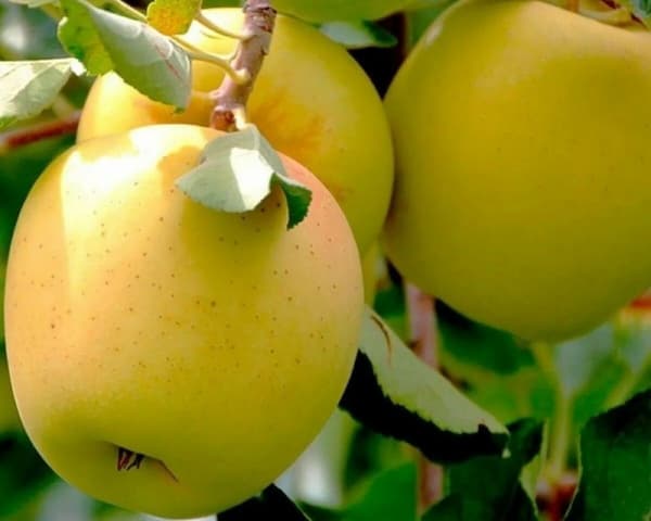 تصویر 2 از خرید و قیمت سیب گلاب سفید + فروش عمده