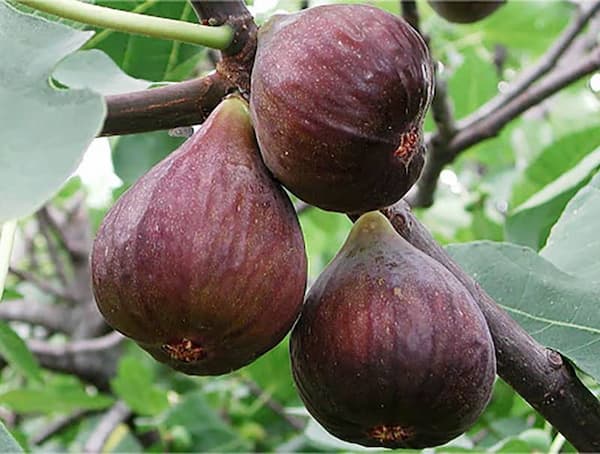 فروش انجیر گلابی