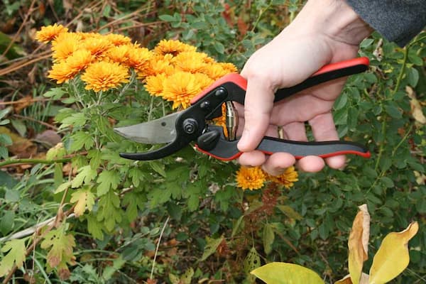 تصویر 5 از قیمت خرید قیچی باغبانی ژاپنی با فروش عمده