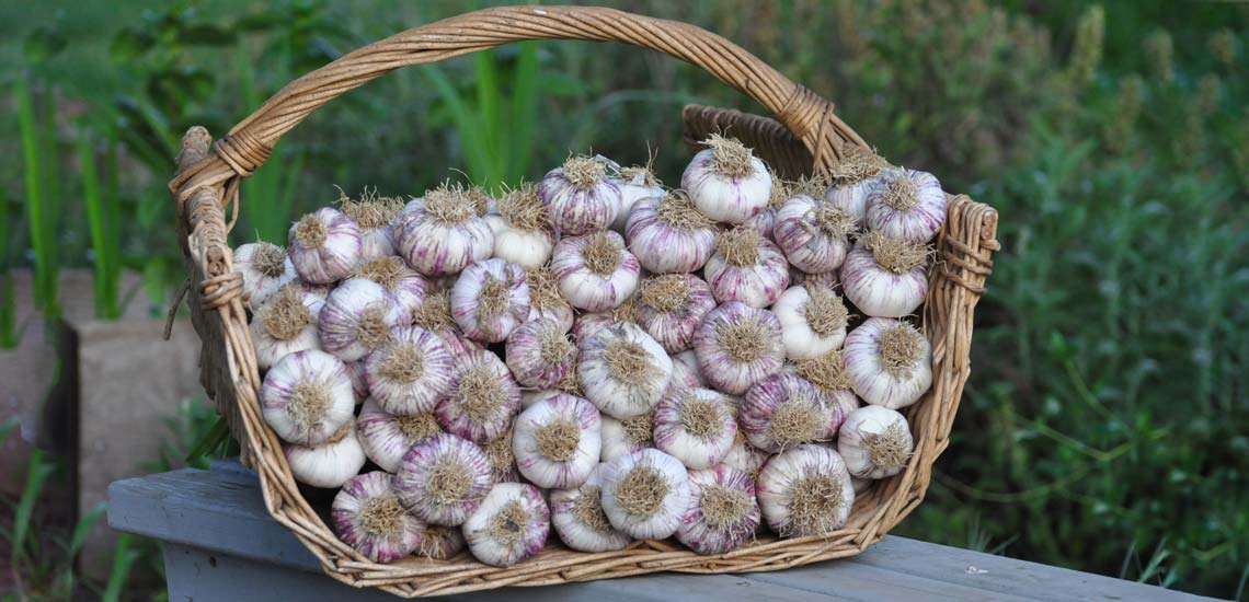 تصویر 1 از راهنمای خرید سیر صادراتی دزفول + قیمت عالی