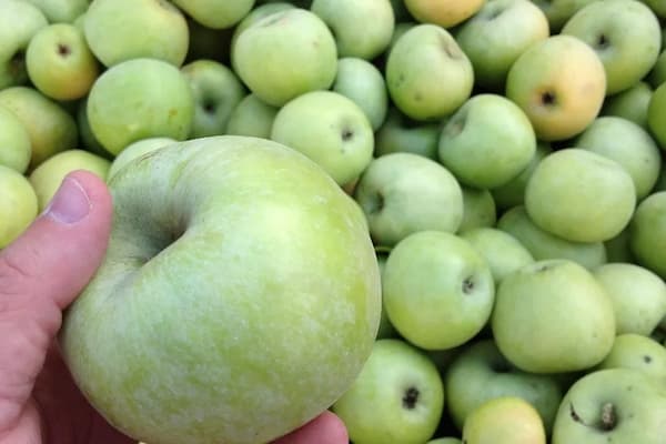تصویر 2 از خرید و قیمت سیب سبز شفر + فروش عمده