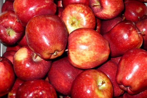 تصویر 2 از خرید و قیمت سیب فرانسوی  + فروش عمده
