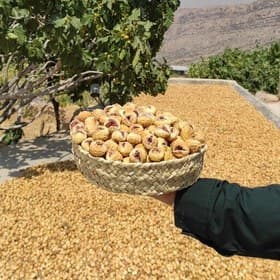 تصویر 4 از خرید و قیمت انجیر خشک آردی زرد + فروش عمده