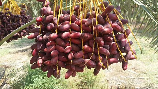 تصویر 5 از خرید و قیمت خرمای زاهدی اهواز + فروش عمده