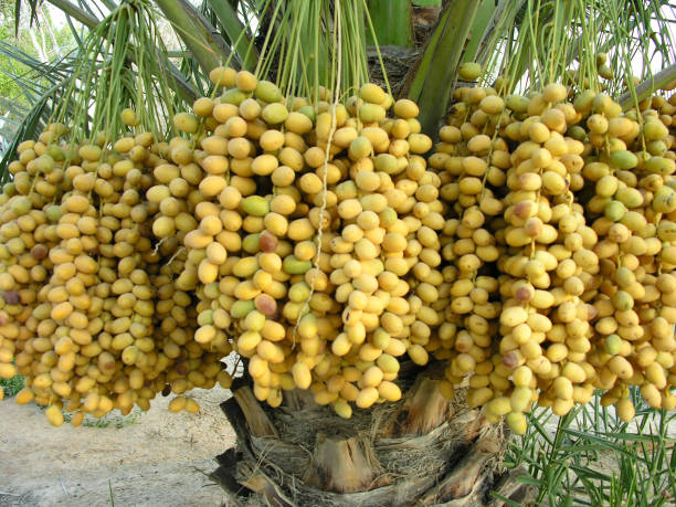 تصویر 3 از خرید خرما صادراتی زاهدی درجه یک + قیمت فروش استثنایی