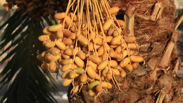 تصویر 5 از قیمت خرید خرما زاهدی تازه صادراتی با فروش عمده
