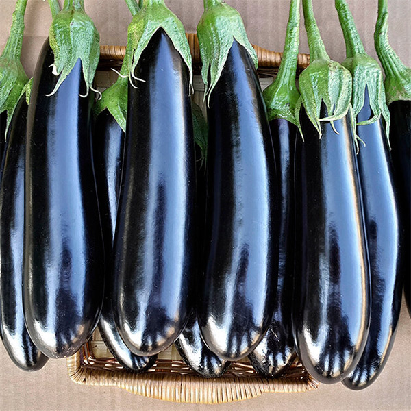 تصویر 2 از خرید و قیمت بادمجان قلمی سیاه + فروش عمده