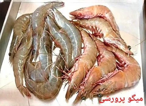 تصویر 1 از بهترین میگو پرورشی صادراتی ایران + قیمت خرید عالی
