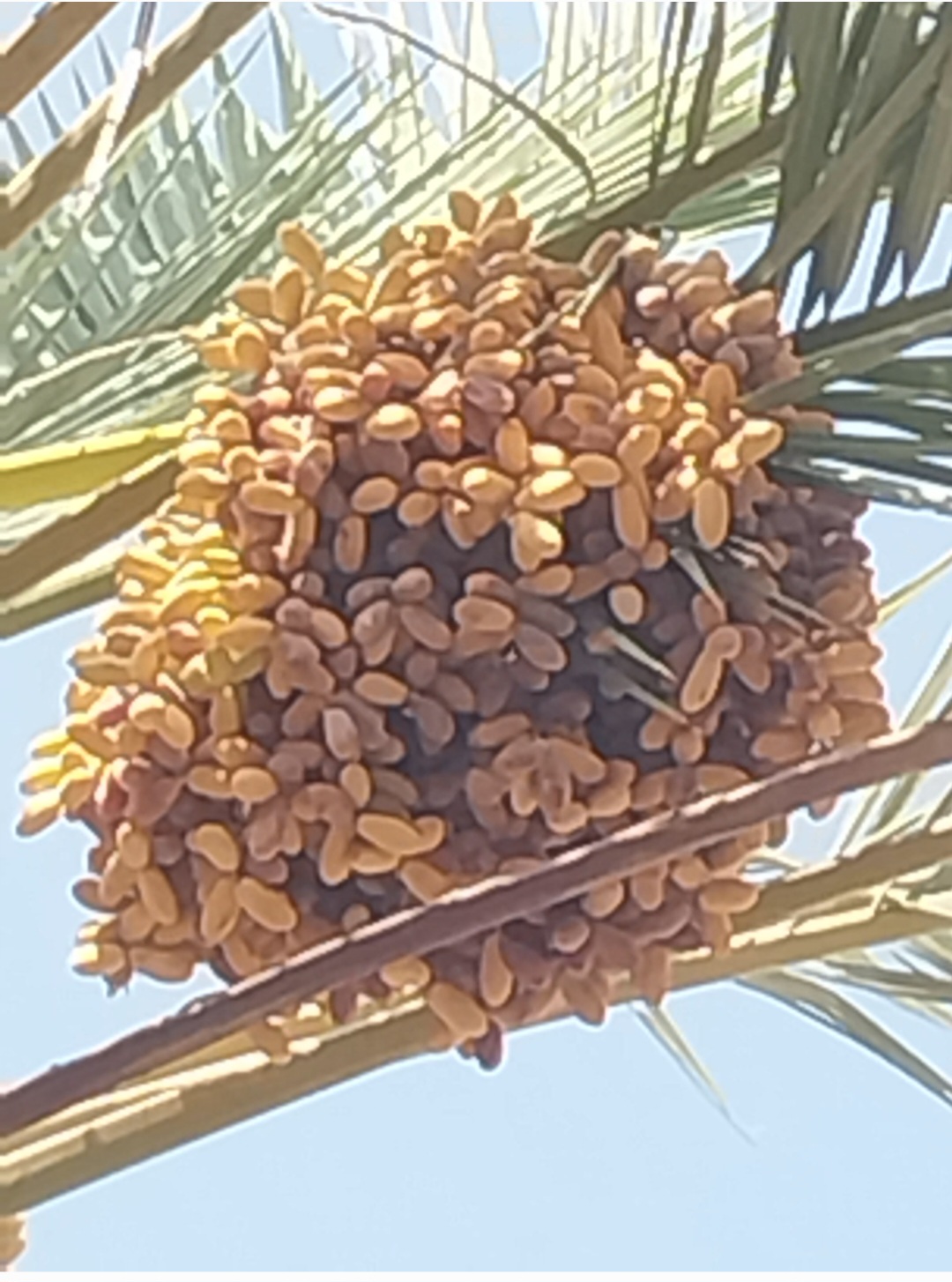 خرمای شاهانی خاوران + خرید