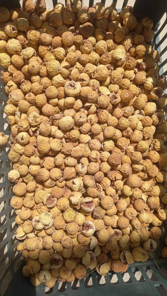 انجیر خشک گوگردی آفتابی تازه برداشت‌ شده صنعتی