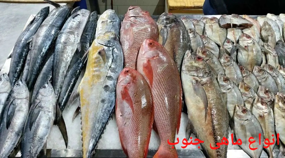 تصویر 1 از انواع ماهی جنوب صادراتی ایران + قیمت خرید عالی