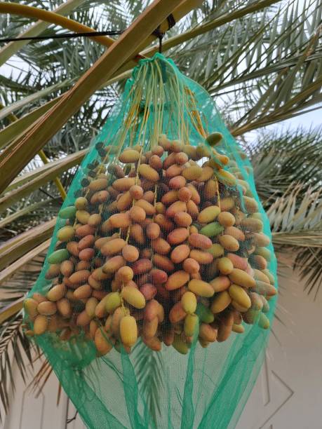 تصویر 5 از خرید و قیمت انواع خرما زاهدی عسلی صادراتی بوشهر