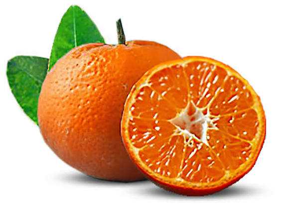تصویر 3 از نارنگی ژاپنی + قیمت استثنایی