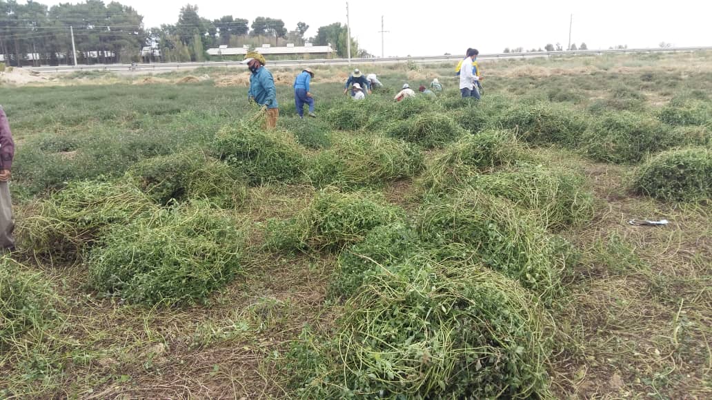 تصویر 2 از عرضه عمده نعناع به‌حال خود با قیمت استثنایی