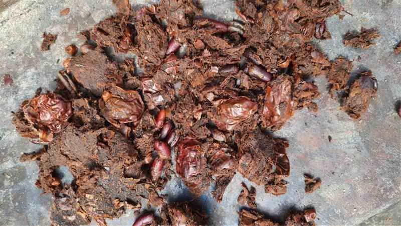 تصویر 2 از نمایندگی تفاله خرما