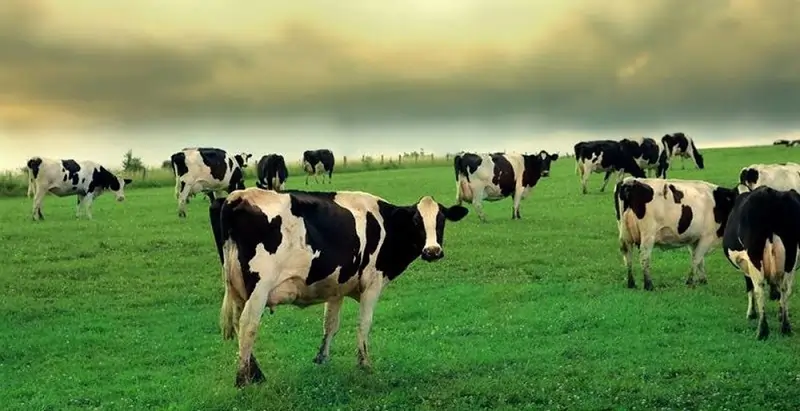 فروش باسکول دام‌کش ۲۲۰۰ کیلویی مخصوص گاوداری‌ها