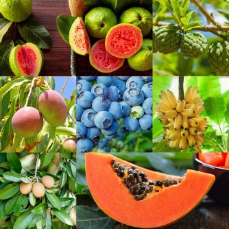 قیمت عمده انواع میوه استوایی در بازار ایران + خرید و فروش میوه استوایی
