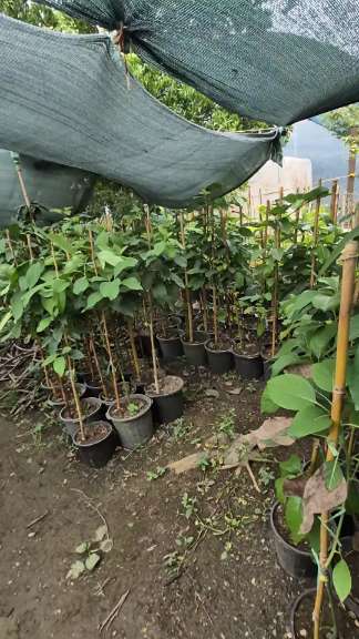 تصویر 1 از مرکز خرید نهال میوه استوایی عمده + قیمت نهال میوه های گرمسیری