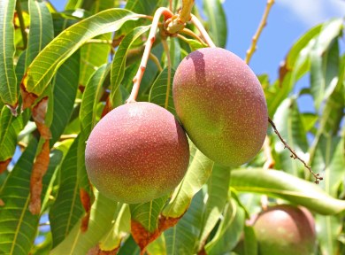 تصویر 2 از نهال انبه پایه بذری و پیوندی برای فروش + خرید عمده نهال انبه پیوندی