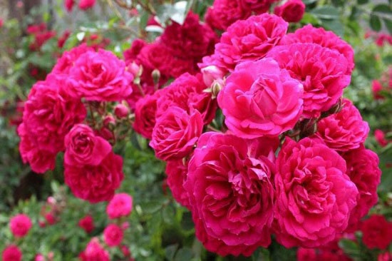 تصویر 1 از فروش عمده گل محمدی خشک فله