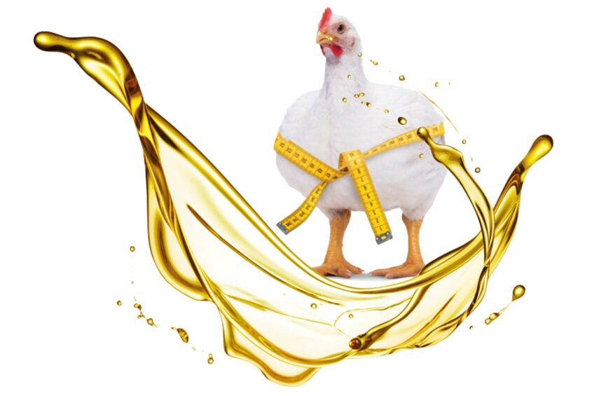 تصویر 4 از فروش روغن مخصوص خوراک دام و طیور + قیمت اسنثنایی