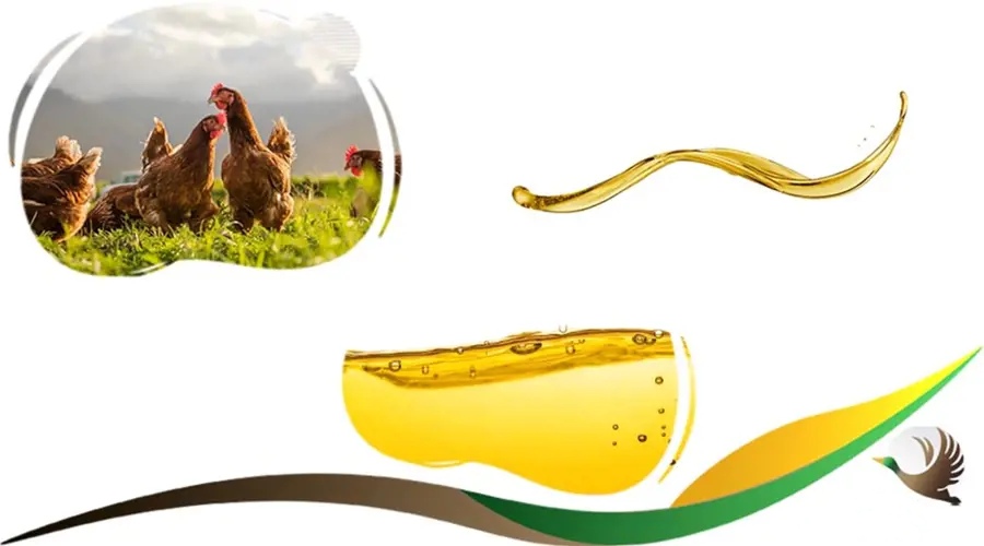 تصویر 3 از مرکز فروش روغن ویژه مرغداری + کیفیت و قیمت فوق العاده