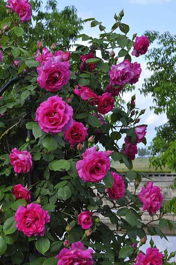 تصویر 1 از فروش عمده طعم دهنده خوراکی گل محمدی خوراکی گرید A