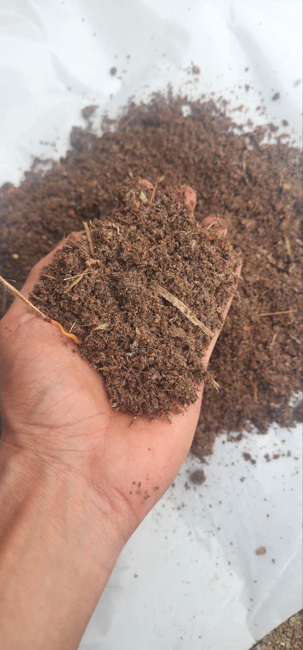 تصویر 1 از تفاله خرما برای گوسفند عمده