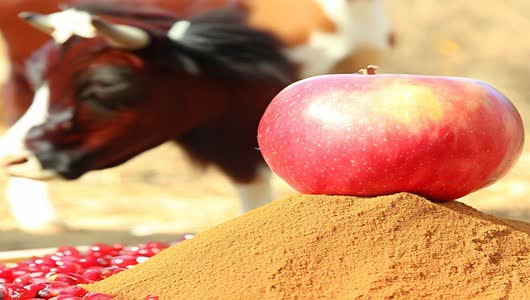 تصویر 3 از عرضه مستقیم تفاله سیب