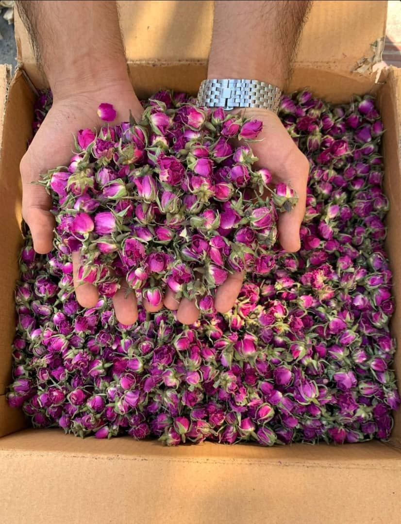 خرید بهترین غنچه گل محمدی درایران + خریدبه صرفه