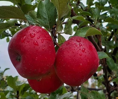 تصویر 5 از فروش سیب رد دلیشز اصفهان + فروش رقابتی
