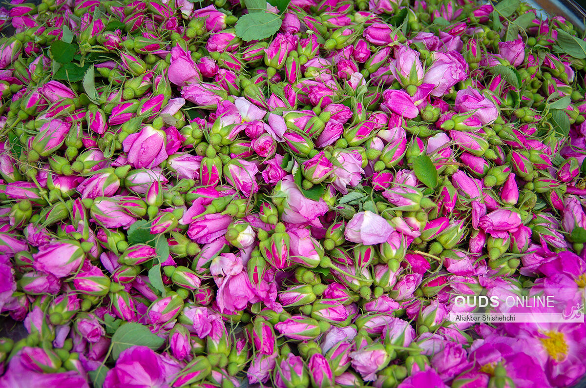 انواع غنچه گل محمدی دارابی جهت صادرات با شرکت فولاد گل + قیمت