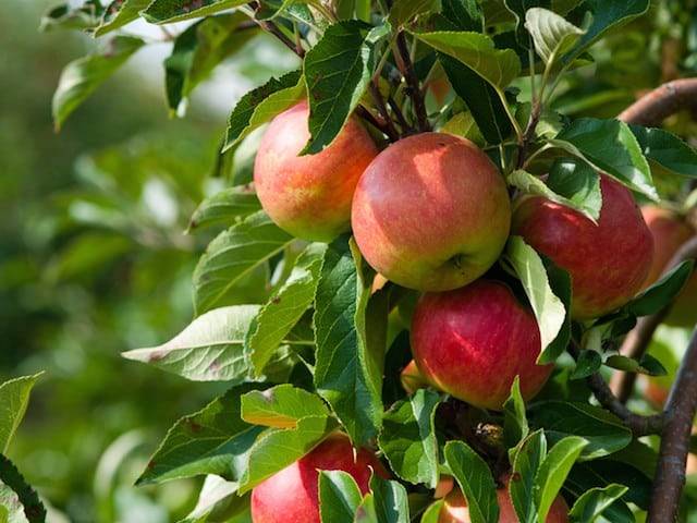 تصویر 1 از خرید سیب شمرون مهرماه + خرید عمده