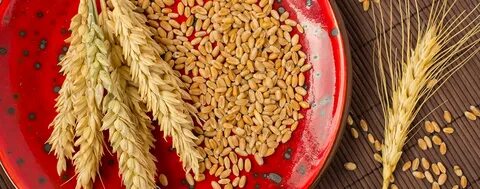 تصویر 1 از قیمت خرید عمده + گلوتن ذرت ممتاز