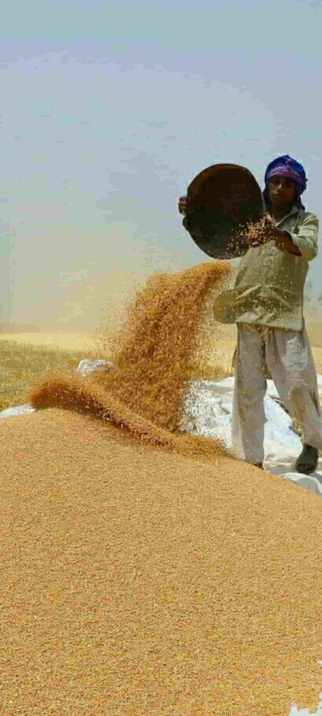 تصویر 3 از قیمت خرید برنج هندی ۱۱۲۱ لوکس