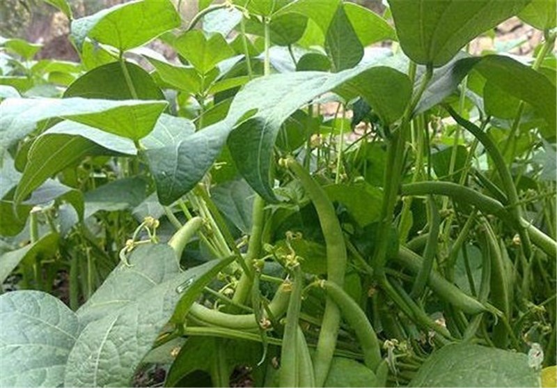 تصویر 3 از لوبیا چیتی اصفهان